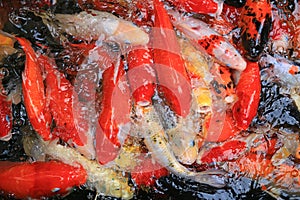 Multicoloured pond fish `Koi fish`