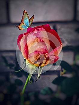 MULTICOLOURED ROSE FLOWER BUD BUTTERFLY NATURE GARDEN WALLPAPER BACKGROUND ABSTRACT
