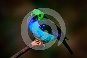 Multicoloured tanager in the nature habitat. Paradise Tanager, Tangara chilensis, bird with blue throat and light green face,