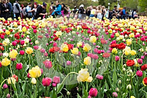 multicoloured tulip field in the Ottawa internacional tulip festival in Ottawa, ontario, Canada. People seen in the photo