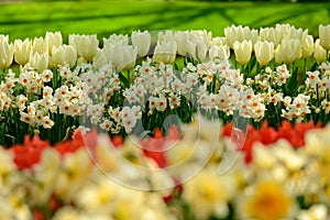 Multicolours flowers field close up in Holland , spring time flowers in Keukenhof