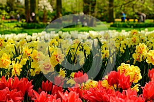 Multicolours flowers field close up in Holland , spring time flowers in Keukenhof