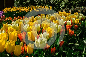 Multicolours flowers field close up in Holland , spring time flowers in Keukenhof