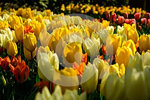 Multicolours flowers field close up in Holland , spring time flowers in Keukenhof