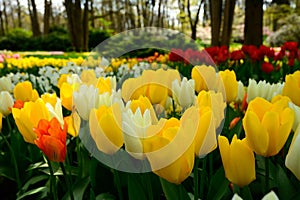 Multicolours flowers field close up in Holland , spring time flowers in Keukenhof