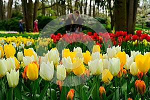 Multicolours flowers field close up in Holland , spring time flowers in Keukenhof