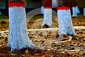 Multicolours painted on bottom part of trees