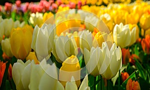 Multicolours tulips close up in Holland , spring time flowers in Keukenhof