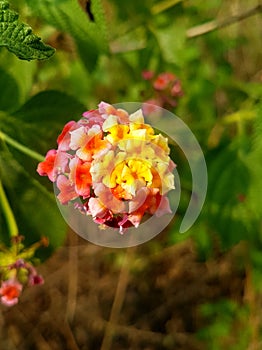 Multicolur flower photo