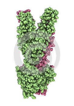 Multidrug transporter molecule, 3D illustration