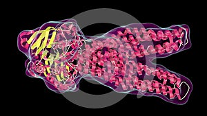 Multidrug transporter molecule, 3D illustration