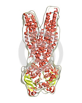 Multidrug transporter molecule, 3D illustration