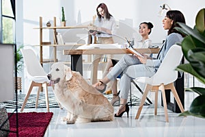 Multiethnic women in formal wear working at office with dog