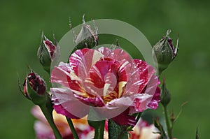 Multifarious colored rose with four young buds