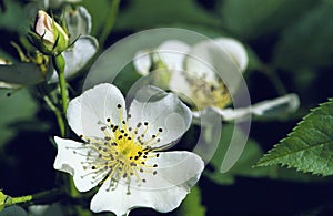 Multiflora Rose 38457 photo