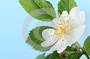 Multiflora Rose Flower photo