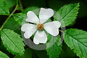 Multiflora Rose - Rosa multiflora