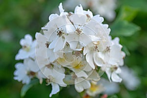 Multiflora rose Rosa multiflora cluster of flowers