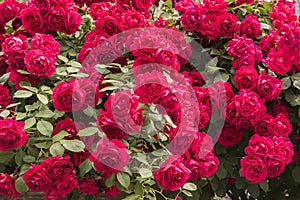 Multiflora rose (Rosa Paul\'s Scarlet Climber) photo