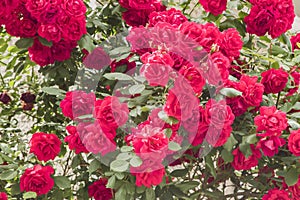 Multiflora rose (Rosa Paul\'s Scarlet Climber) photo