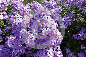 Multifold violet flowers of Michaelmas daisies