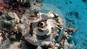 Multilayered Tridacna Scuamose giant with heavy mantle in Red sea.