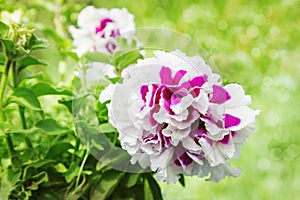 Multileaf petunia in the garden with bokeh