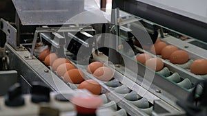 Multilevel EGG production line conveyor production line of chicken eggs of a poultry farm