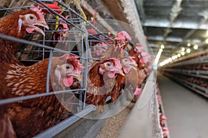 Multilevel production line conveyor production line of chicken eggs of a poultry farm