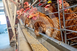Multilevel production line conveyor production line of chicken eggs of a poultry farm