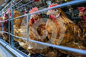 Multilevel production line conveyor production line of chicken eggs of a poultry farm