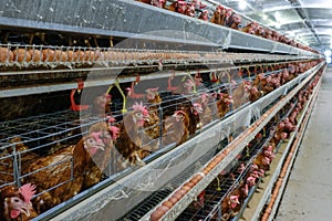 Multilevel production line conveyor production line of chicken eggs of a poultry farm