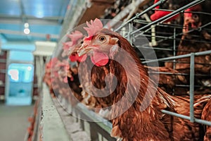 Multilevel production line conveyor production line of chicken eggs of a poultry farm