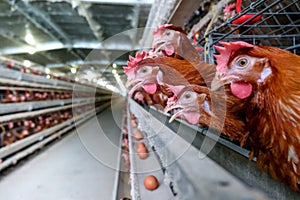 Multilevel production line conveyor production line of chicken eggs of a poultry farm