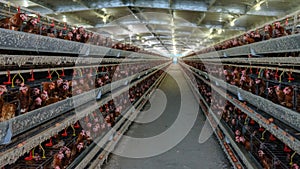 Multilevel production line conveyor production line of chicken eggs of a poultry farm photo