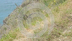 Multilingual prohibition and warning sign at top of grassy hill over sea coast