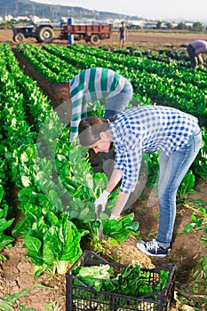 Multinational group of farm workers picking chard