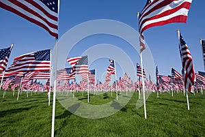 Multiple American Flags in Rows in a grassy field