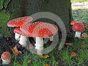 Multiple anita muscari, mushrooms at the base of a beech