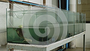 Multiple Aquarium Tanks in a Row for Aquatic Breeding. A series of glass aquarium tanks aligned in a row for breeding