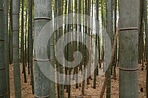 Multiple bamboo patterns in a kyoto park a place to relax photo