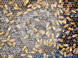 Multiple Bees in bee hive making honey