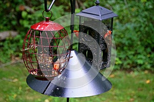 Multiple bird feeders attached with a squirrel baffle