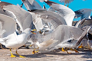 Multiple birds involved in a quarrel - Seagulls fighting for the fish in Essaouira, Morocco