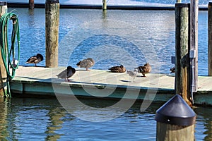 Multiple birds nesting and sleeping on a pier