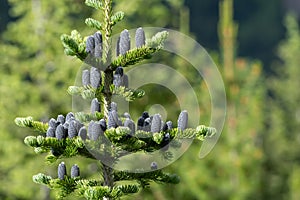 Multiple Black Pine Cones On Pine Tree