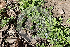 Multiple blue flowers of veronica polita in March