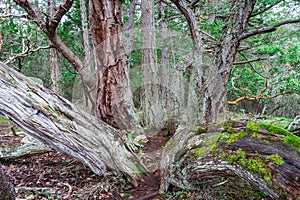 Multiple branches of a tree reaching out f the ground and into the forest