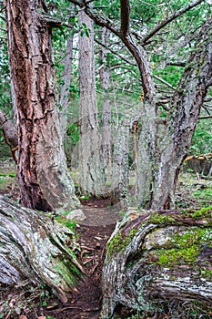 Multiple branches of a tree reaching out f the ground and into the forest