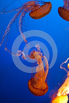 Multiple bright orange jellyfish blue background